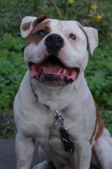 Wir erwarten Am. Bulldog-Stafford mix welpen