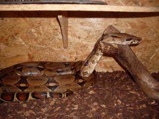 Boa constrictor imperator bock Terra