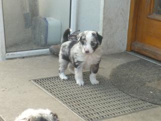 Mini Aussie Rüde