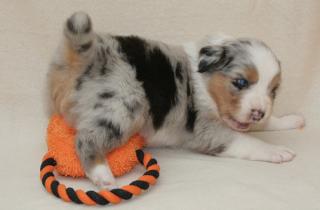 Aussie Puppies zum Verlieben