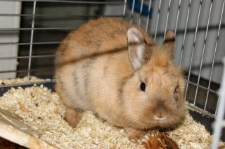 Hase sucht neues zu Hause