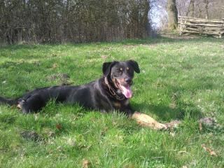 Toller Familienhund sucht sportliche Familie