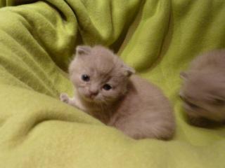 TRAUMHAFTE REINRASSIGE BKH KITTEN IN BLAU LILAC