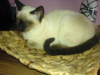 Deckkater