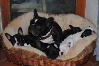 Wunderschöne Französische Bulldogge Welpen