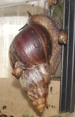 Achatschnecken