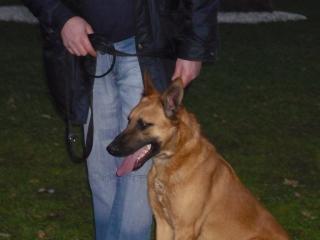 Malinois- Rüde 11. Mon. jung abzugeben