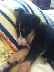 Süsse jack russel Mischling abzugeben