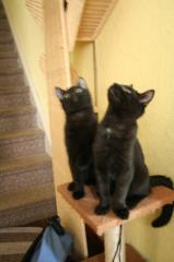 Suchen ein schönes Zuhause auf Lebenszeit für unsere Kater