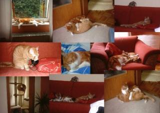 Lilli Louise suchen ein Zuhause