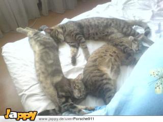 1 Liebe Kater abzugeben