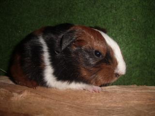 Meerschweinchen Babys abzugeben