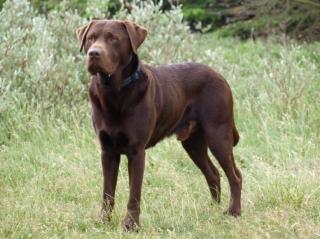 Schokobrauner Labrador Deckrüde