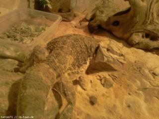 Verkaufe bartagame mänchen mit terrarium oder ohne terrarium