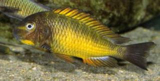 Tropheus Golden Kazumba WFNZ