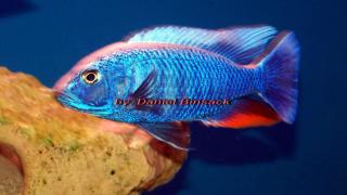 Sciaenochromis fryeri Iceberg