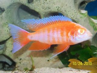 Aulonocara jakob. Capa Clear Albino
