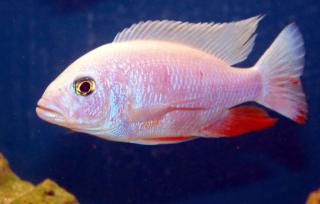 Sciaenochromis fryeri white snow