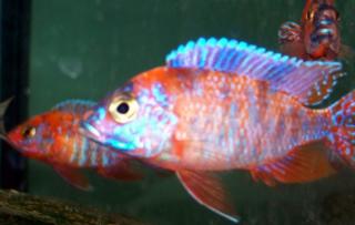 Aulonocara red calico