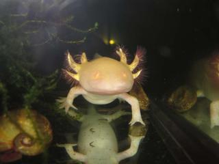 Axolotl, Wildtyp braun und Goldalbino