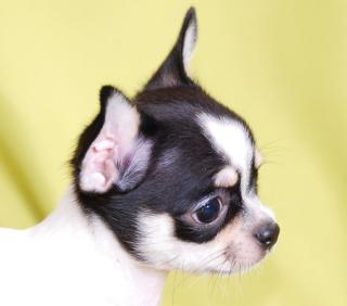 Wunderschöne MINI Chihuahua Welpen Erw. Hündin