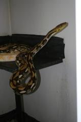 P. reticulatus Tiger 0, 1