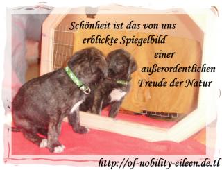 Süße Irish Wolfhound Welpen mit Papieren