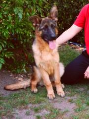 Schäferhundwelpen