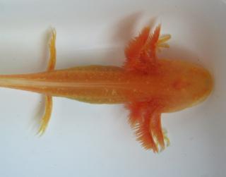 Axolotl abzugeben Goldalbino Reinzucht