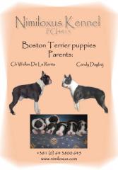 Boston Terrier Welpen zu verkaufen