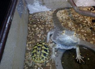 Bartagame mit Terrarium zu verkaufen