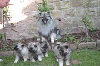 Wolfsspitzwelpen abzugeben 1 Rüde 4 Weibchen