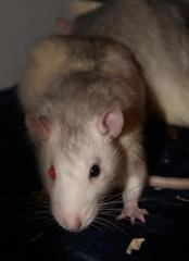 Rattenwelpen und auch Notfalltiere