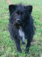 WEDE der kleine Wuschelhund ist ein Traumhund -