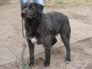 MORRIS ein toller Ausnahmehund mit bestem Charakter