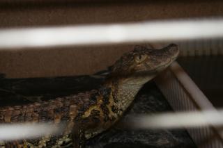 Caiman Latirostris Breitschnauzenkaiman 1, 1