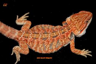 Multicolour, Leatherback Farbbartagamen