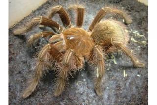 Tausche Theraphosa apophysis Zuchtpaar u. Schlangen, Top