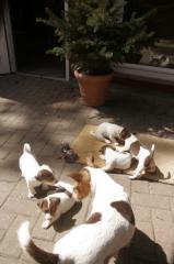 Jack Russell Terrier Welpen von tollen Eltern