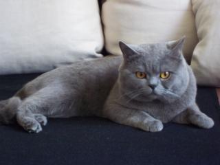 Erfahrener BKH-Deckkater sucht