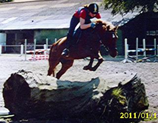 Kinderliebes Anfängerpony zu verk.