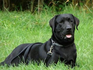 Wunderschöner Labbi-Deckrüde lackschwarz