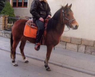 Deutsche Reitponystute