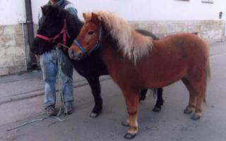 2 super Shettlandponys
