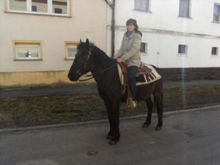 Deutsches Reitpony