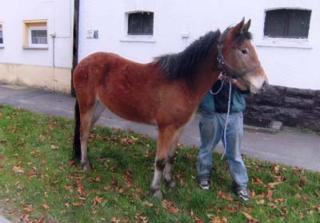 Appaloosa-Stute