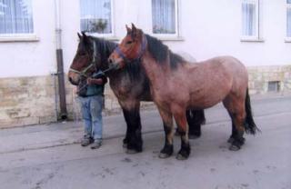 2 belgische Kaltblutwallache