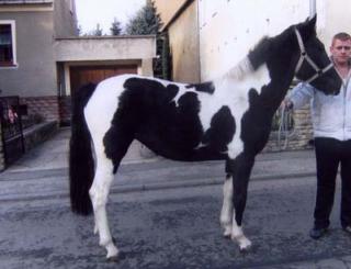 Pintostute superlieb