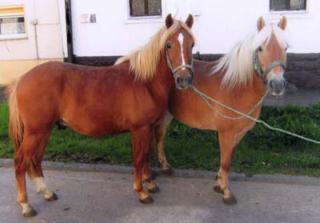Hübsche Reitponys