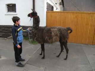 Braune Lama-Stute